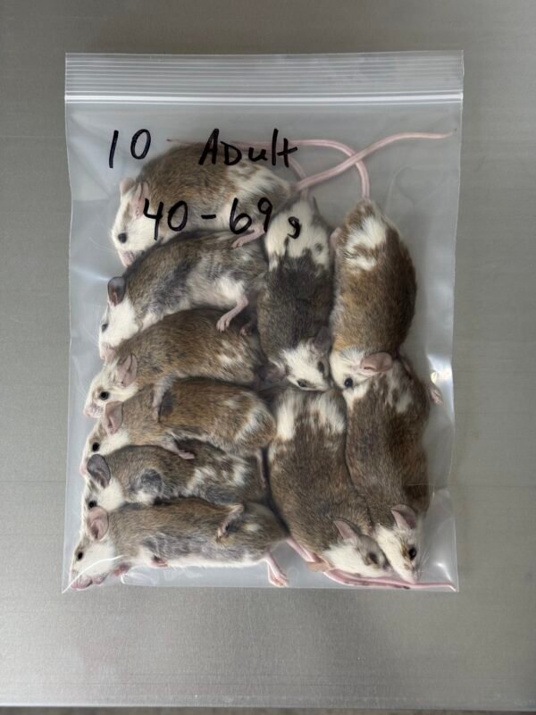 Adult ASF Feeders