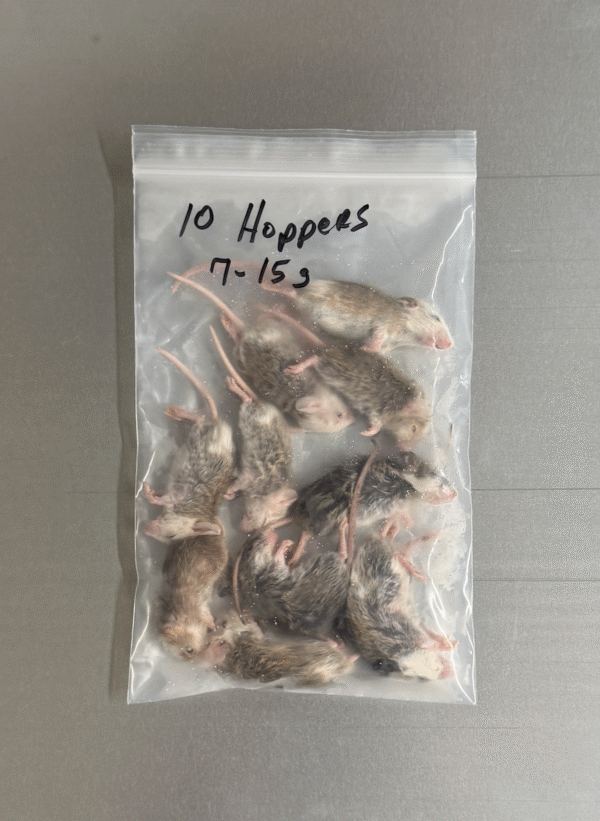 Hopper ASF Feeders