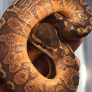 Ball Pythons