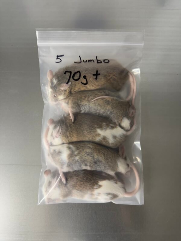 Jumbo ASF Feeders