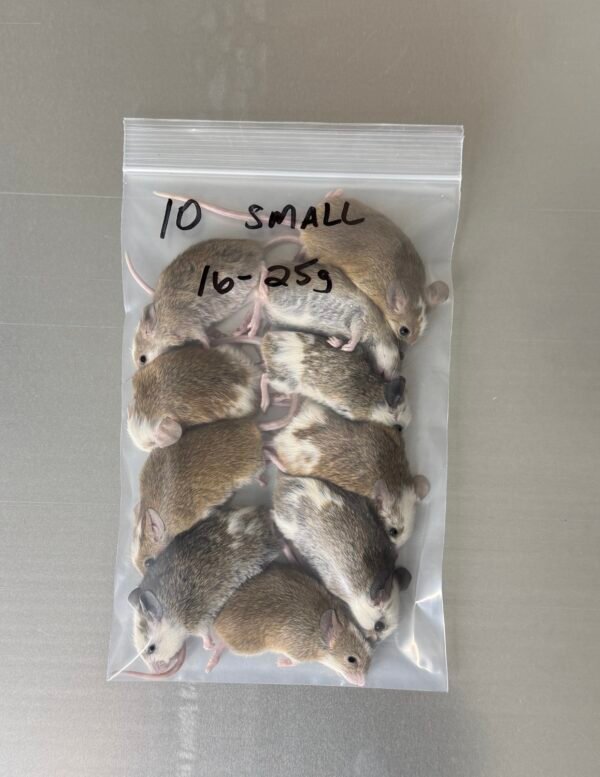 Small ASF Feeders